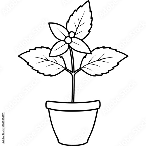 Herbal Peppermint Flower Line Art Illustration.