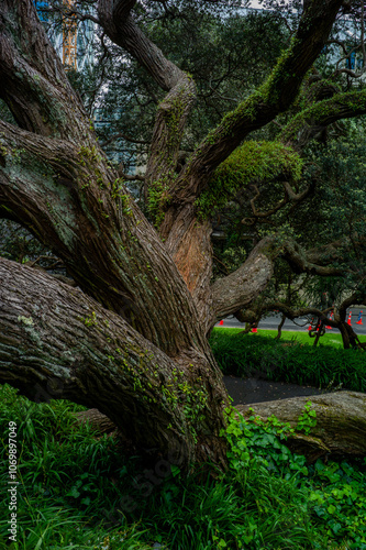 tree in the forest