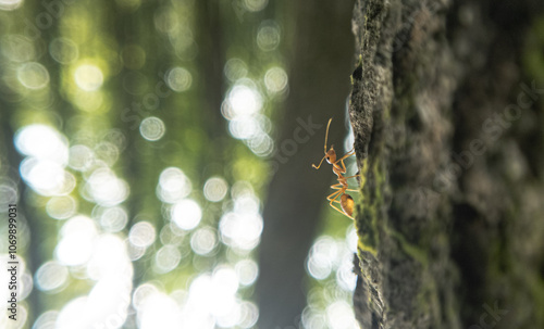 Incredible Macro Photography of Ants: Exploring the Hidden World of Tiny Insects