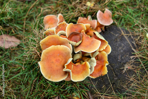 Beautiful sulfur fungus, season, autumn, life, fungus, parasite, October, November, mushroom.