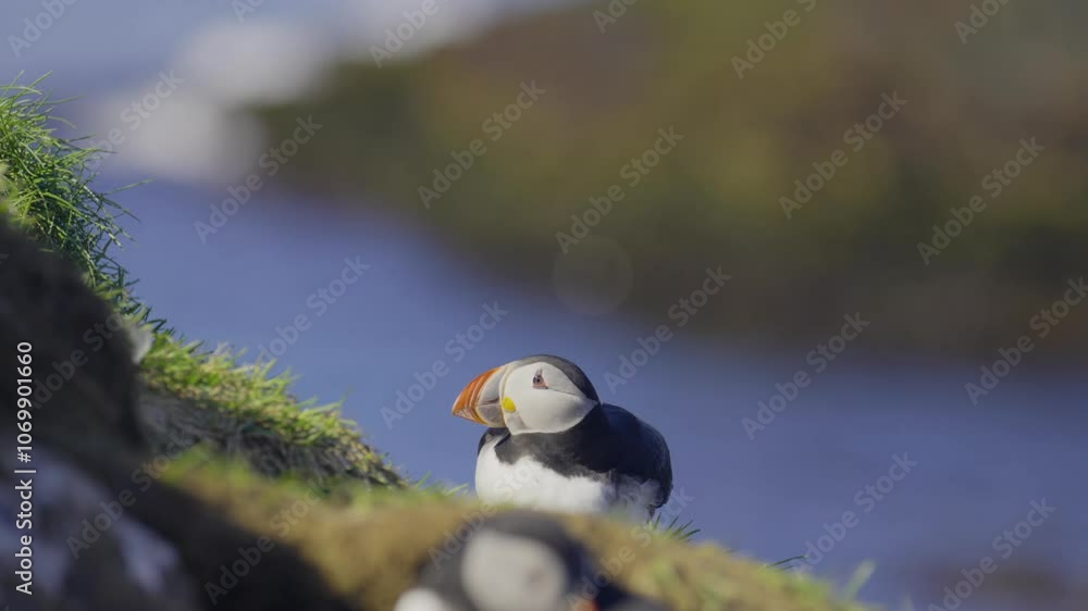 Atlantic puffin in a natural habitat along the vibrant coastal cliffs of Iceland during summer Atlantic puffin in a natural habitat along the vibrant coastal cliffs of Iceland during summer