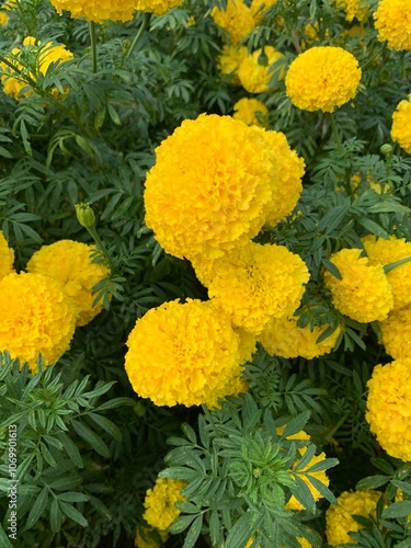 yellow blossom flower blooming on green leaves background