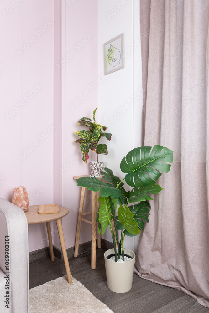 Decorative plants in a corner of a living room with light pink wall and curtains. Concept of interior and minimalist decoration Decorative plants in a corner of a living room with light pink wall and curtains. Concept of interior and minimalist decoration