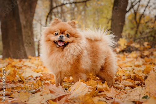 A pomeranian on autumn foliage. A dog with emotions. Walking with a dog and his reactions. A cheerful, funny and cute pet.