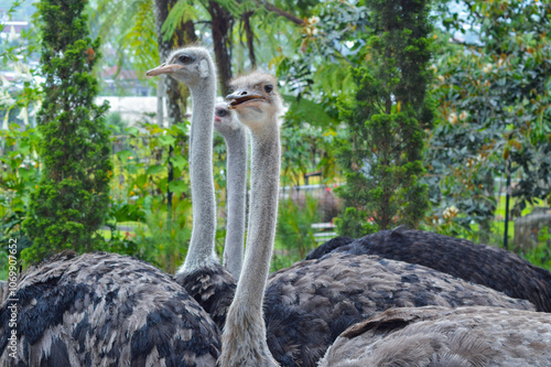 Three ostriches stand with their bodies oriented differently, observing their surroundings in an outdoor garden farm, surrounded by lush greenery. photo