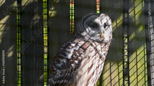 Barred Owl blinking and looking around wildlife rehabilitation enclosure