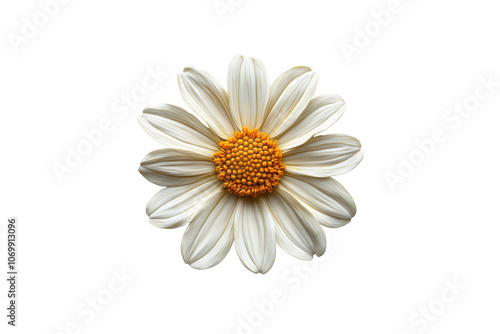 beautiful white daisy flower with vibrant yellow center, showcasing delicate petals against black background. This captures essence of nature simplicity and elegance photo