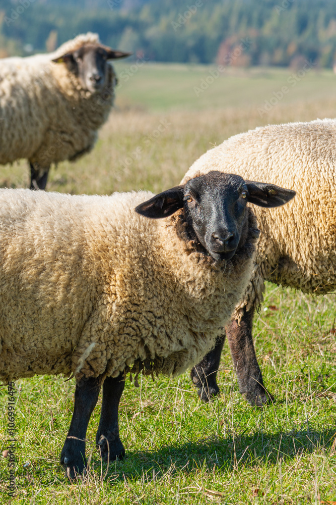 Herd of sheep grazing on pasture