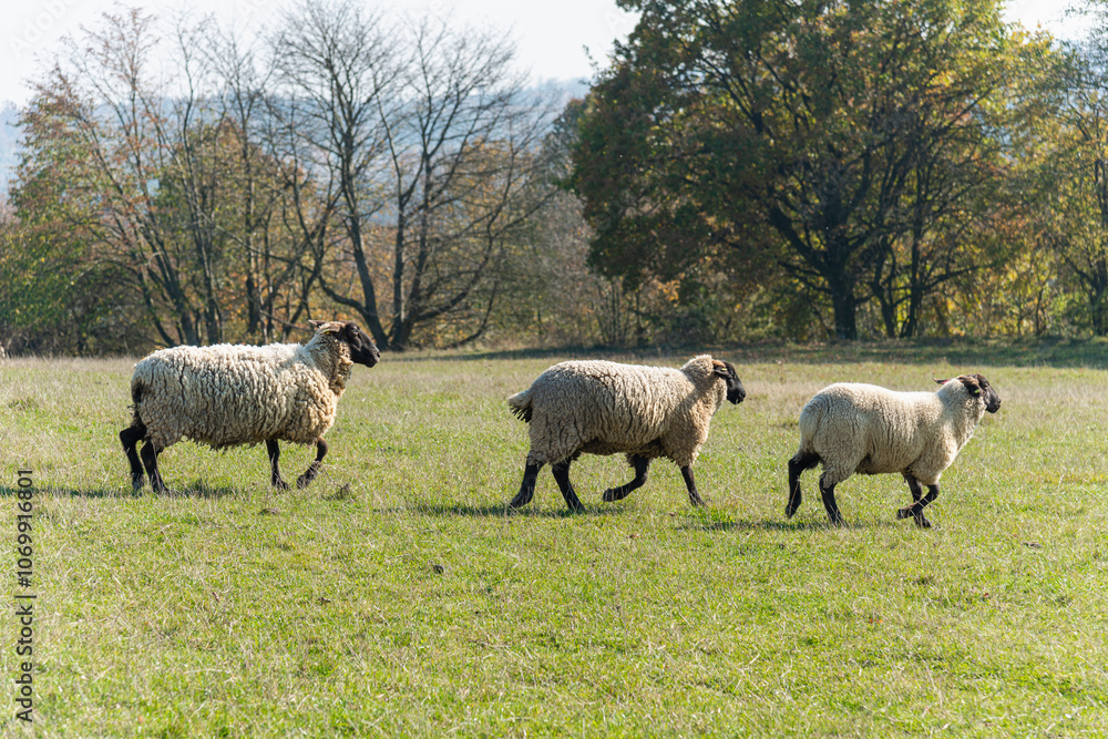 Herd of sheep grazing on pasture Herd of sheep grazing on pasture