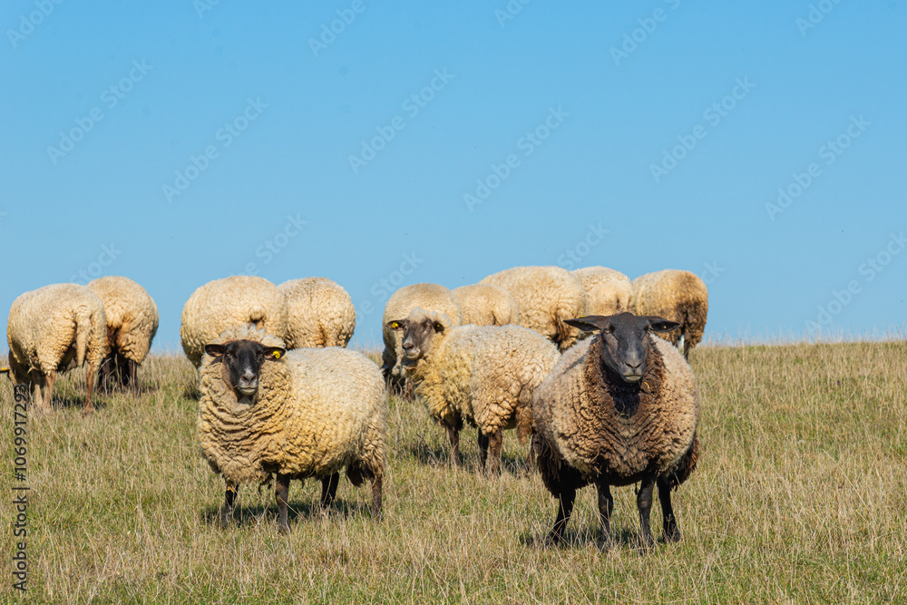 Fototapeta premium Herd of sheep grazing on pasture
