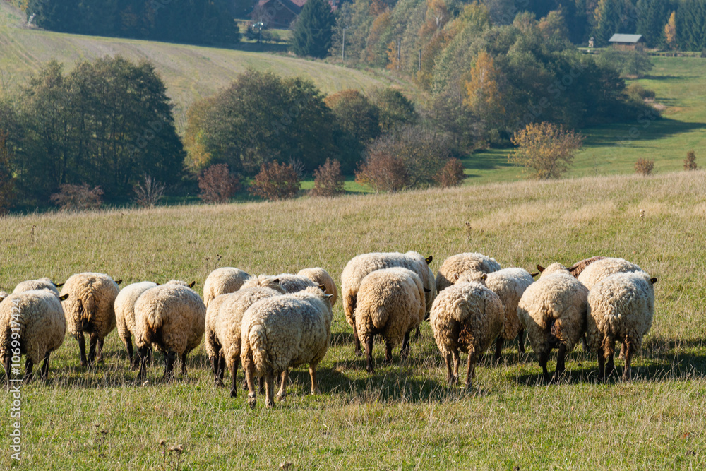 Fototapeta premium Herd of sheep grazing on pasture