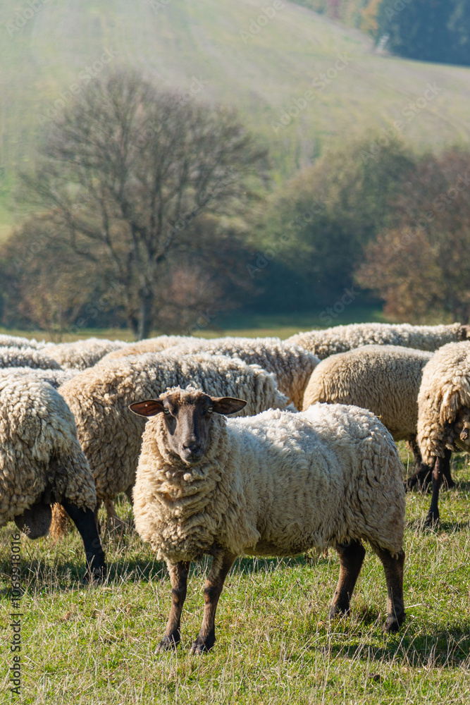 Herd of sheep grazing on pasture Herd of sheep grazing on pasture