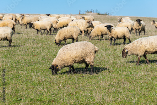 Herd of sheep grazing on pasture