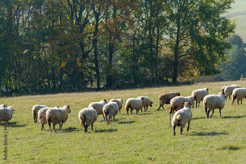 Obraz premium Herd of sheep grazing on pasture