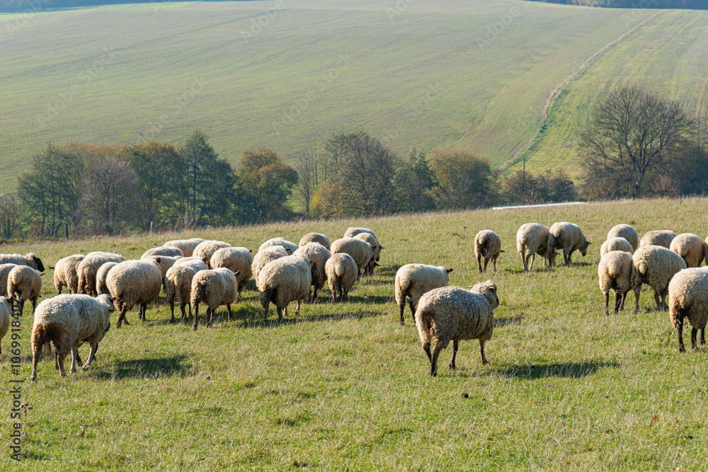 Obraz premium Herd of sheep grazing on pasture