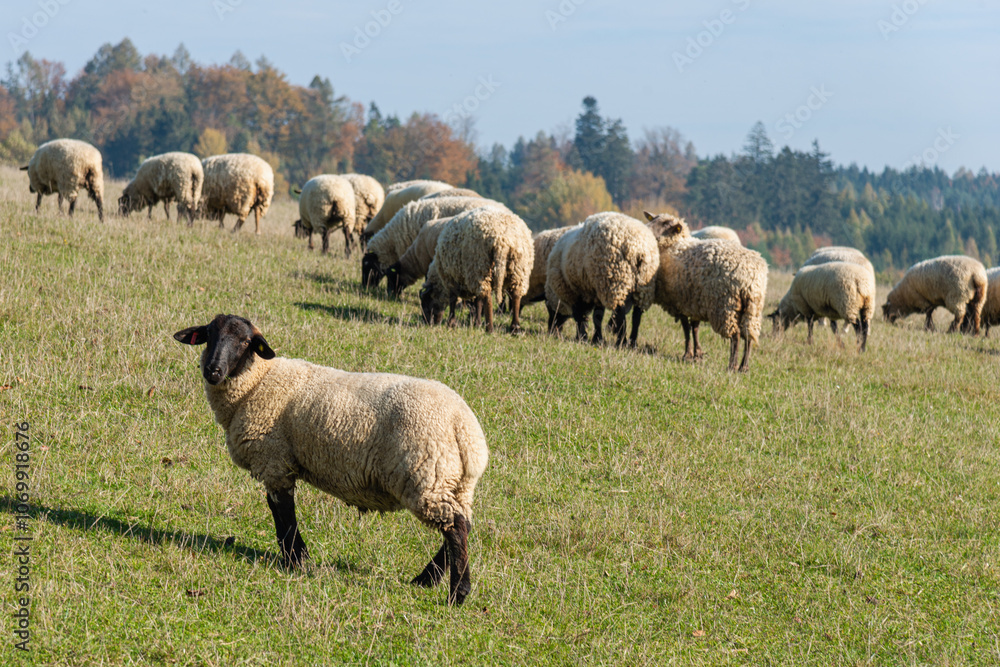 Fototapeta premium Herd of sheep grazing on pasture