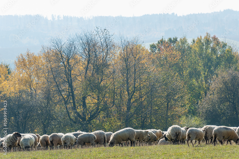 Fototapeta premium Herd of sheep grazing on pasture