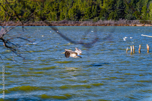 Pelican flying over a lake at sunset, skimming the water with a forest in the background. photo