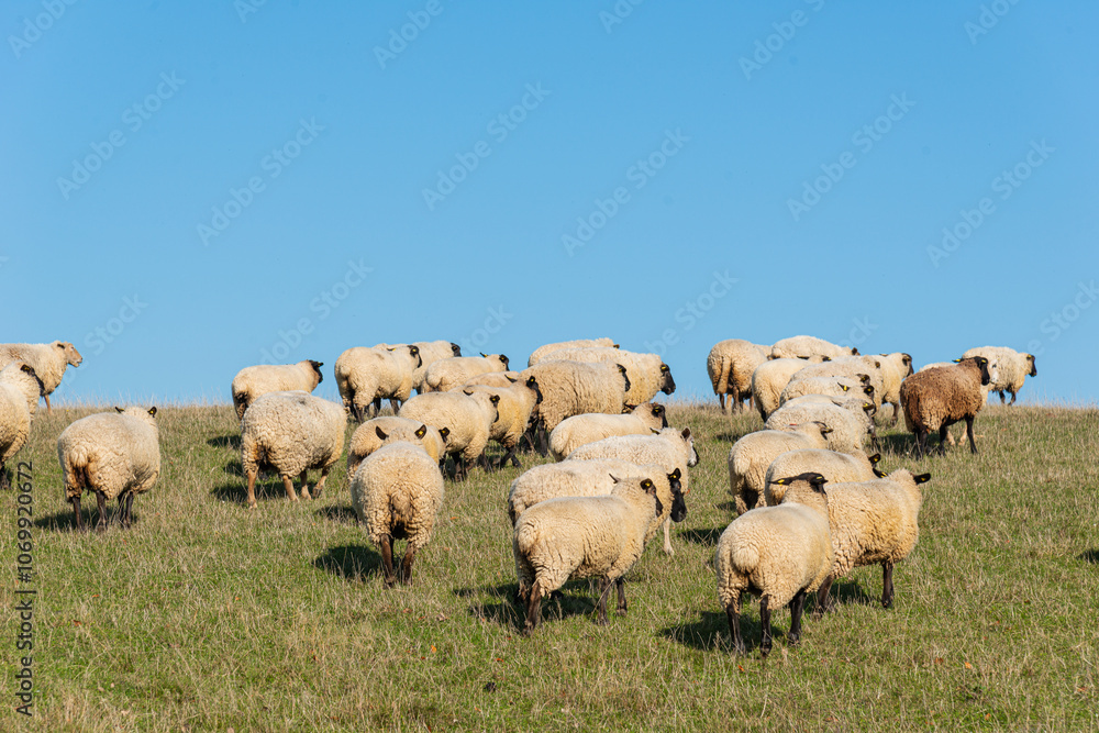 Fototapeta premium Herd of sheep grazing on pasture