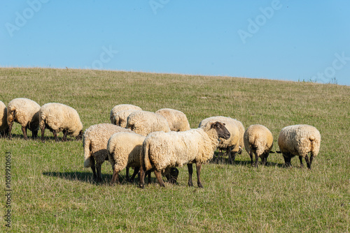 Herd of sheep grazing on pasture photo