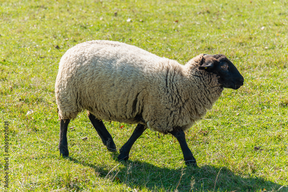 Fototapeta premium Single sheep standing on pasture