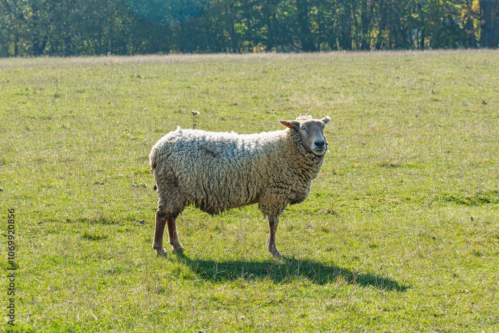 Naklejka premium Single sheep standing on pasture