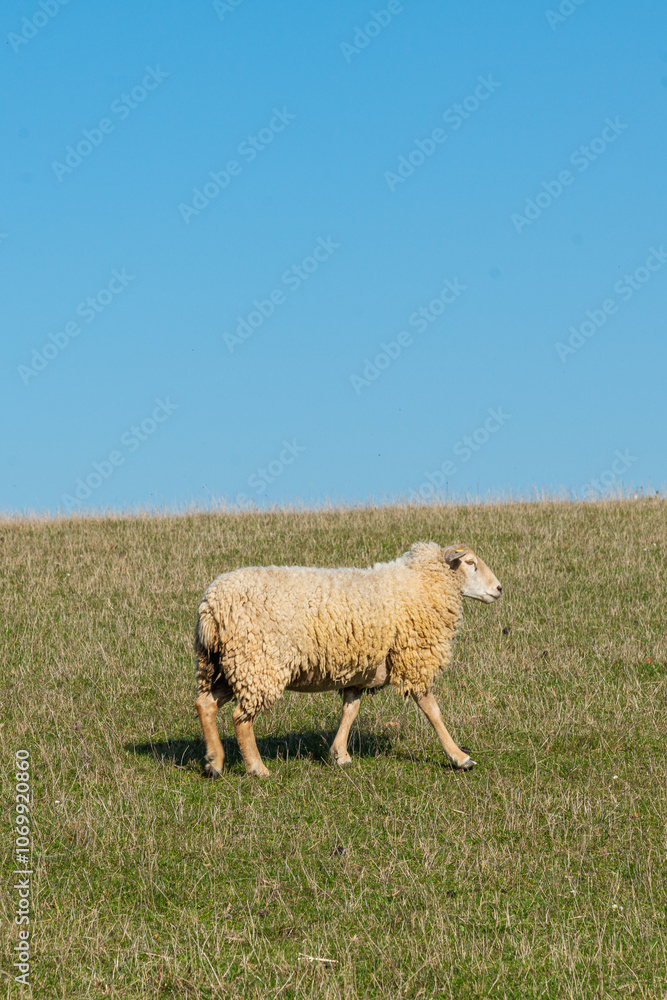 Single sheep standing on pasture Single sheep standing on pasture