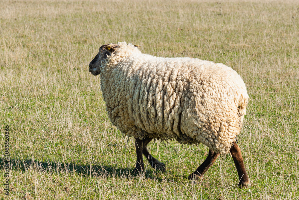 Fototapeta premium Single sheep standing on pasture