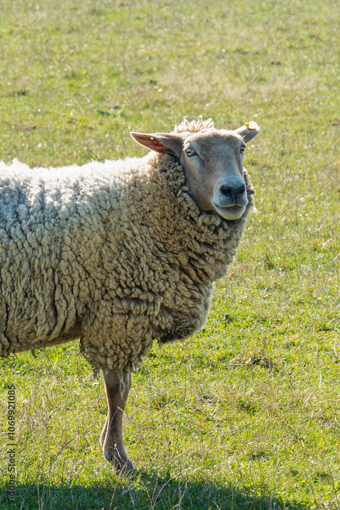 Obraz premium Single sheep standing on pasture