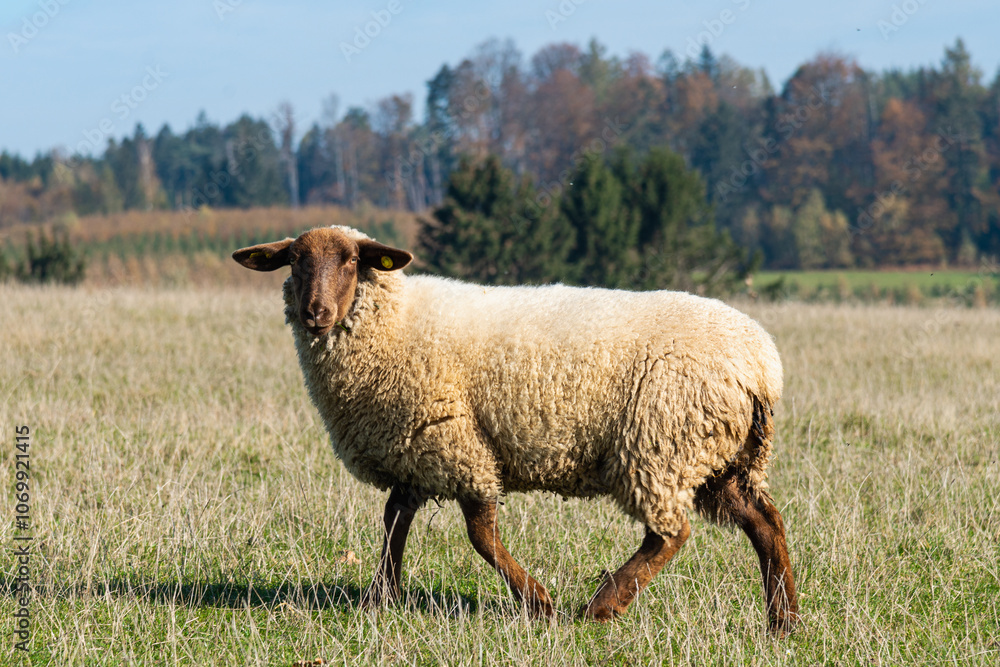 Fototapeta premium Single sheep standing on pasture