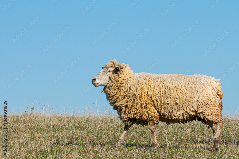 Fototapeta premium Single sheep standing on pasture