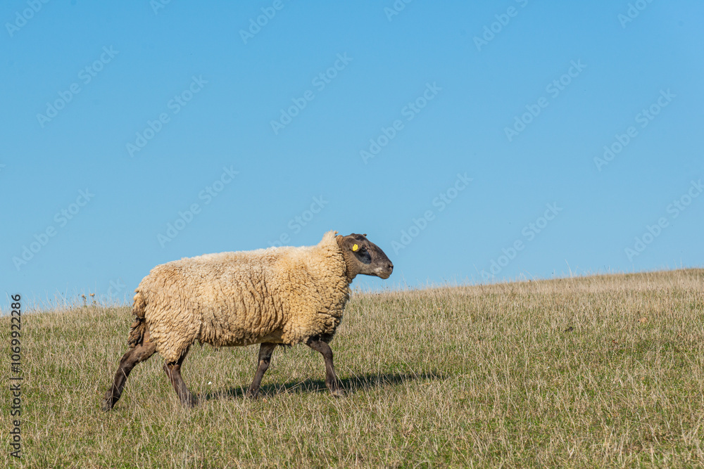 Fototapeta premium Single sheep standing on pasture