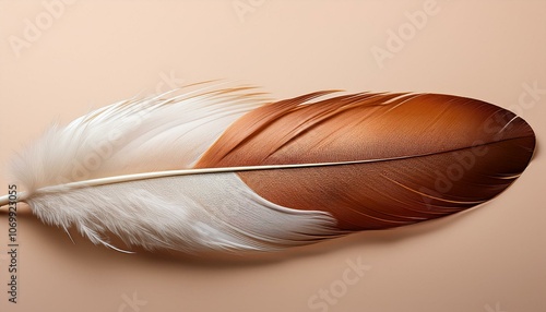 A natural feather with brown and white colors, on an isolated cream background. photo