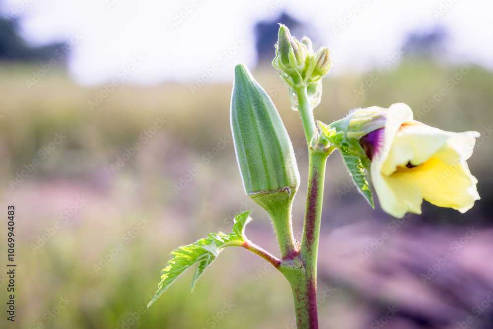 Okra Plant in Bloom