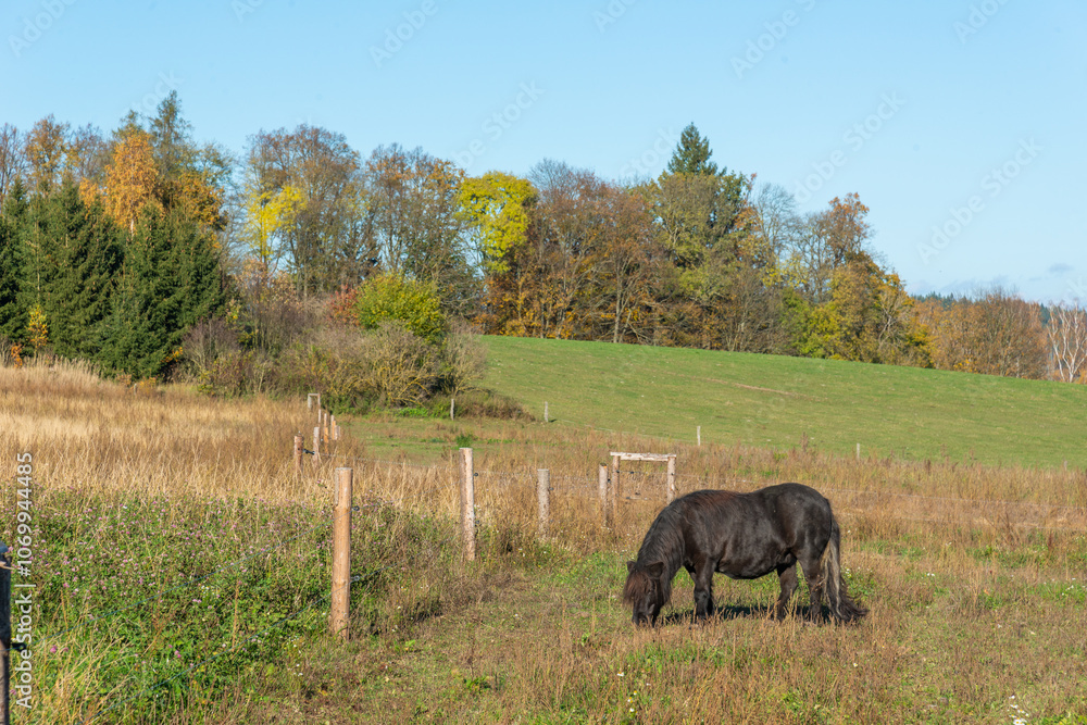 Shetland pony on a pasture