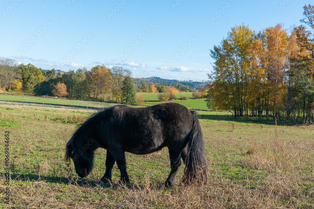 Shetland pony on a pasture