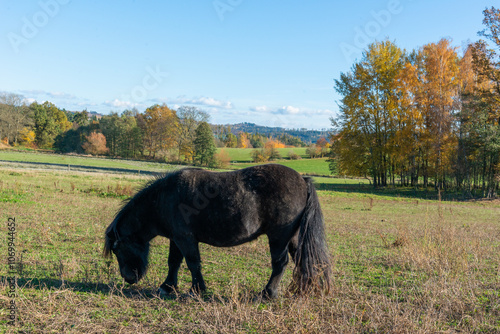 Obraz na płótnie Shetland pony on a pasture w salonie
