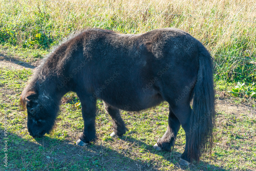 Shetland pony on a pasture