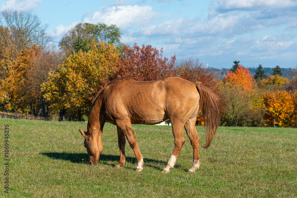 Obraz premium Single horse grazing on a pasture