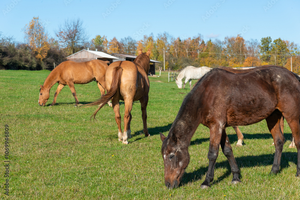 Horses on a pasture during autumn Horses on a pasture during autumn