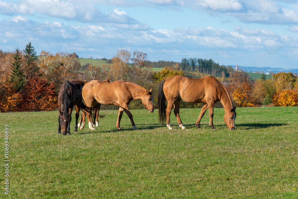 Horses on a pasture during autumn Horses on a pasture during autumn
