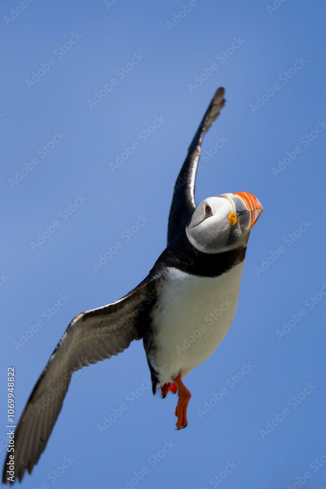 Fototapeta premium Flying puffin