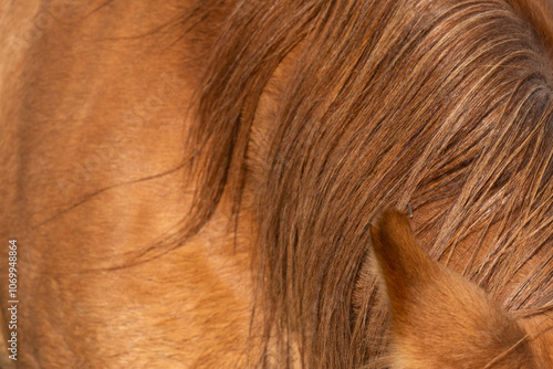 detail of a mane of brown horse grazing on pasture photo