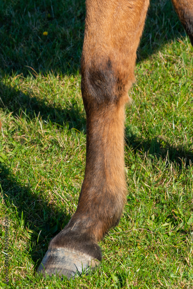 detail of a hoof of brown horse grazing on pasture