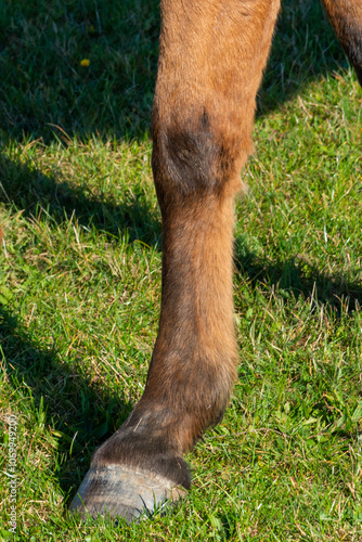 Obraz na płótnie detail of a hoof of brown horse grazing on pasture w salonie