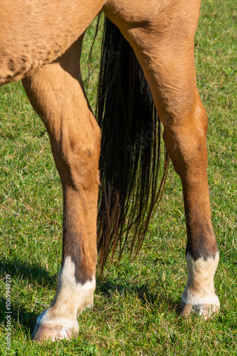 detail of a hoof of brown horse grazing on pasture