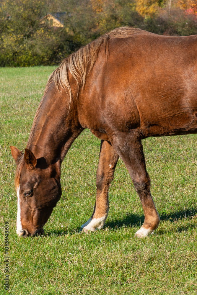 Detail of a brown horse grazing on pasture Detail of a brown horse grazing on pasture