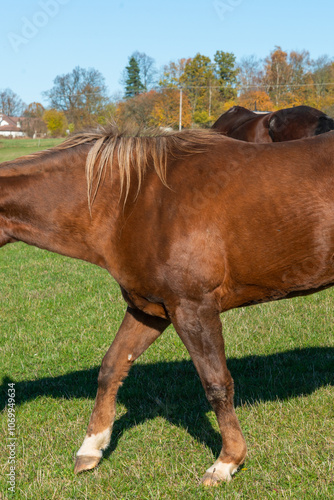 Detail of a brown horse grazing on pasture photo