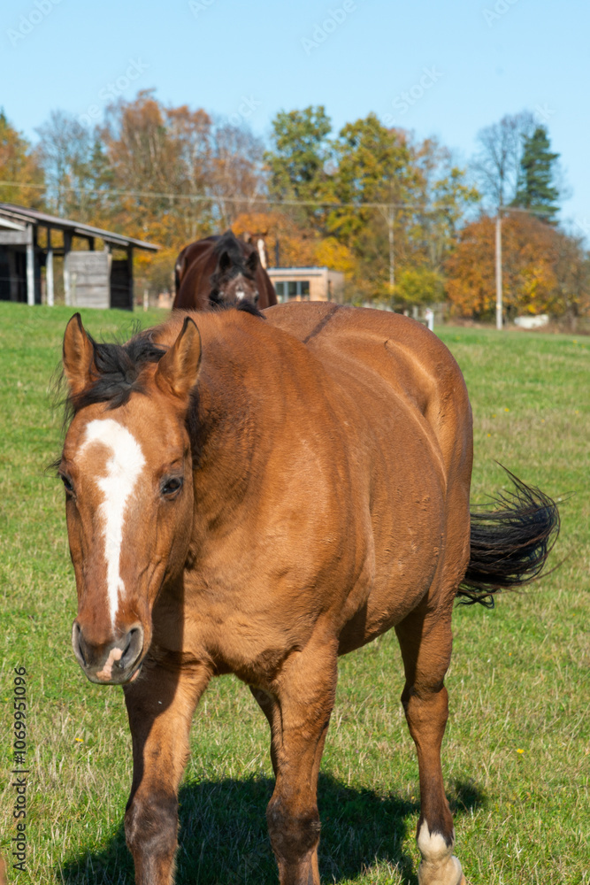 Fototapeta premium Detail of a brown horse grazing on pasture