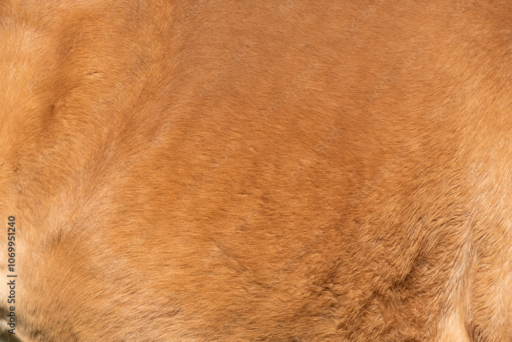 Close-up of fur of brown horse